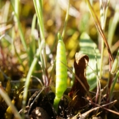 Ophioglossum lusitanicum subsp. coriaceum (Austral Adder's Tongue) at Mount Majura - 21 Sep 2014 by AaronClausen