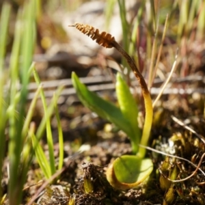 Ophioglossum lusitanicum at Majura, ACT - 21 Sep 2014