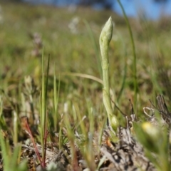 Hymenochilus sp. (A Greenhood Orchid) at Mount Majura - 21 Sep 2014 by AaronClausen