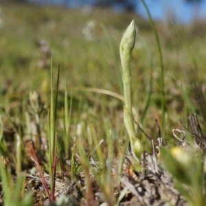 Hymenochilus sp. at Majura, ACT - suppressed