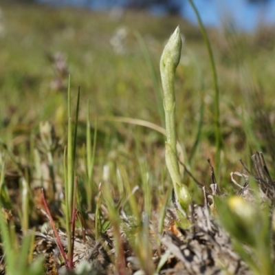 Hymenochilus sp. (A Greenhood Orchid) at Mount Majura - 21 Sep 2014 by AaronClausen