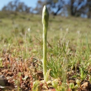 Hymenochilus sp. at Majura, ACT - suppressed