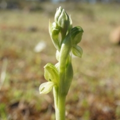 Hymenochilus bicolor (Black-tip Greenhood) at Mount Majura - 21 Sep 2014 by AaronClausen