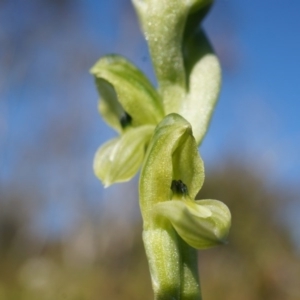 Hymenochilus bicolor (ACT) = Pterostylis bicolor (NSW) at Majura, ACT - suppressed