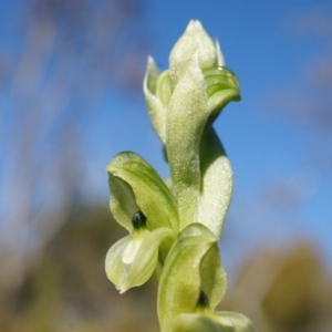 Hymenochilus bicolor (ACT) = Pterostylis bicolor (NSW) at Majura, ACT - suppressed