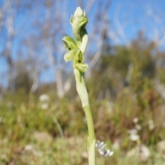 Hymenochilus bicolor (ACT) = Pterostylis bicolor (NSW) at Majura, ACT - suppressed