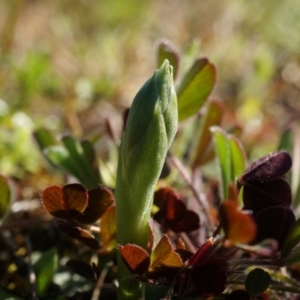 Hymenochilus sp. at Majura, ACT - 21 Sep 2014