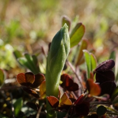 Hymenochilus sp. (A Greenhood Orchid) at Mount Majura - 21 Sep 2014 by AaronClausen