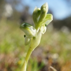 Hymenochilus cycnocephalus (Swan greenhood) at Mount Majura - 21 Sep 2014 by AaronClausen