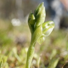 Hymenochilus sp. (A Greenhood Orchid) at Mount Majura - 21 Sep 2014 by AaronClausen