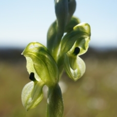 Hymenochilus bicolor (Black-tip Greenhood) at Majura, ACT - 21 Sep 2014 by AaronClausen