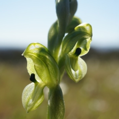 Hymenochilus bicolor (Black-tip Greenhood) at Mount Majura - 21 Sep 2014 by AaronClausen