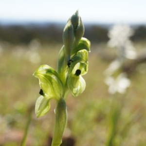 Hymenochilus bicolor at Majura, ACT - 21 Sep 2014