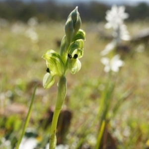 Hymenochilus bicolor at Majura, ACT - 21 Sep 2014