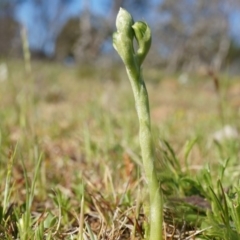 Hymenochilus sp. (A Greenhood Orchid) at Mount Majura - 21 Sep 2014 by AaronClausen