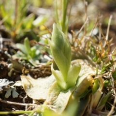 Hymenochilus sp. (A Greenhood Orchid) at Majura, ACT - 21 Sep 2014 by AaronClausen