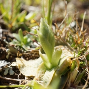 Hymenochilus sp. at Majura, ACT - 21 Sep 2014