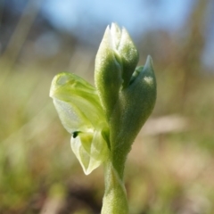 Hymenochilus cycnocephalus (Swan greenhood) at Mount Majura - 21 Sep 2014 by AaronClausen