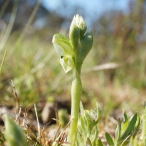 Hymenochilus cycnocephalus at Majura, ACT - suppressed