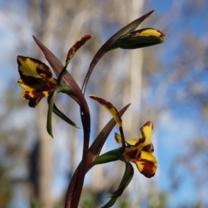 Diuris pardina at Majura, ACT - suppressed