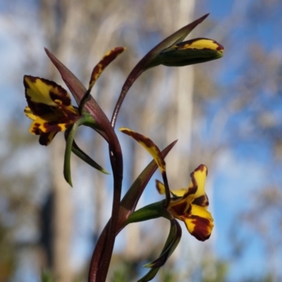 Diuris pardina (Leopard Doubletail) at Majura, ACT - 21 Sep 2014 by AaronClausen