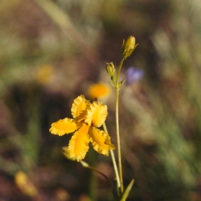 Velleia paradoxa (Spur Velleia) at Gigerline Nature Reserve - 9 Nov 2003 by michaelb