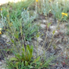 Velleia paradoxa at Paddys River, ACT - 10 Nov 2003