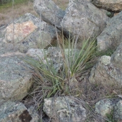 Dianella sp. aff. longifolia (Benambra) (Pale Flax Lily, Blue Flax Lily) at Tennent, ACT - 20 Sep 2014 by michaelb