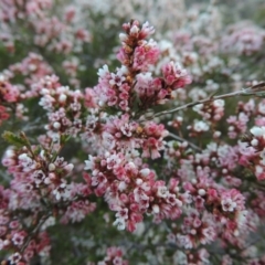 Micromyrtus ciliata (Fringed Heath-myrtle) at Tennent, ACT - 20 Sep 2014 by michaelb