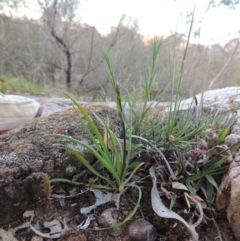 Arthropodium minus (Small Vanilla Lily) at Tennent, ACT - 20 Sep 2014 by michaelb