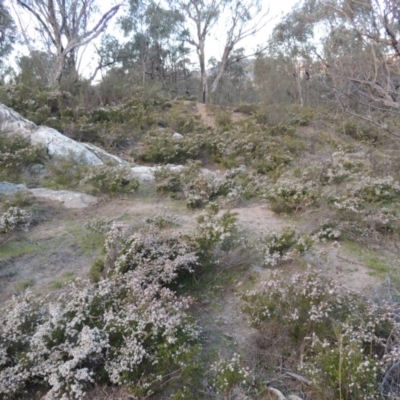 Micromyrtus ciliata (Fringed Heath-myrtle) at Tennent, ACT - 20 Sep 2014 by michaelb