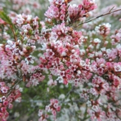 Micromyrtus ciliata at Tennent, ACT - 20 Sep 2014