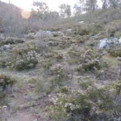 Micromyrtus ciliata at Tennent, ACT - 20 Sep 2014