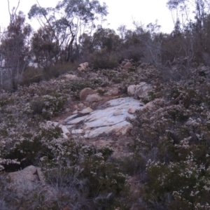 Micromyrtus ciliata at Tennent, ACT - 20 Sep 2014