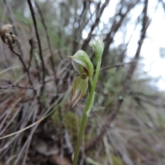 Oligochaetochilus aciculiformis (Needle-point rustyhood) at The Ridgeway, NSW - 20 Sep 2014 by krea