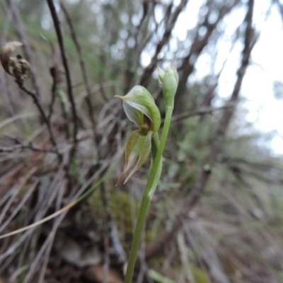 Oligochaetochilus aciculiformis (Needle-point rustyhood) at The Ridgeway, NSW - 21 Sep 2014 by krea