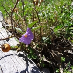 Solanum cinereum (Narrawa Burr) at Farrer Ridge - 23 Sep 2014 by galah681