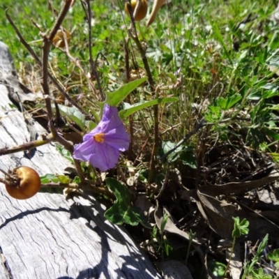 Solanum cinereum (Narrawa Burr) at Farrer, ACT - 23 Sep 2014 by galah681