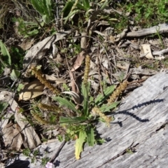 Plantago varia (Native Plaintain) at Farrer, ACT - 23 Sep 2014 by galah681