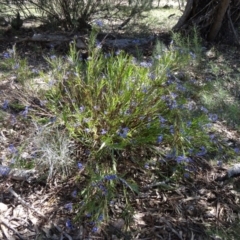 Stypandra glauca (Nodding Blue Lily) at Farrer, ACT - 23 Sep 2014 by galah681