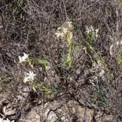 Stypandra glauca at Farrer, ACT - 23 Sep 2014 01:54 PM