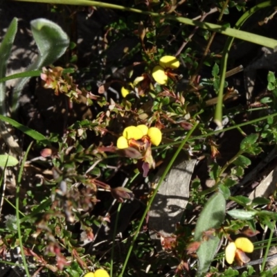 Bossiaea buxifolia (Matted Bossiaea) at Farrer Ridge - 23 Sep 2014 by galah681