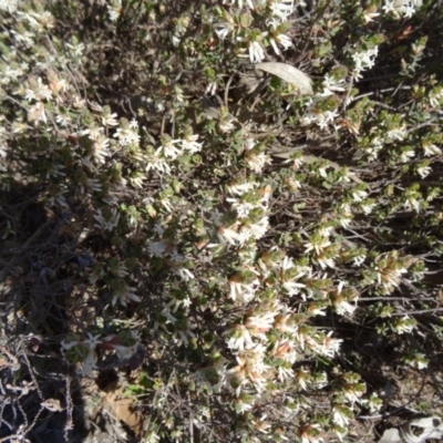 Brachyloma daphnoides (Daphne Heath) at Farrer Ridge - 23 Sep 2014 by galah681