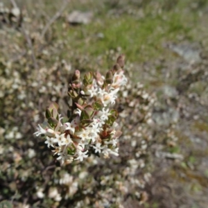 Brachyloma daphnoides at Farrer, ACT - 23 Sep 2014 01:58 PM