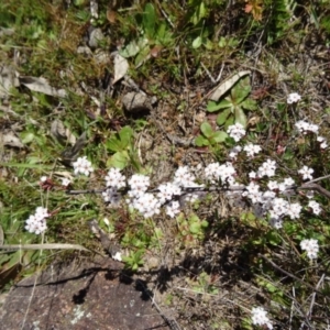 Leucopogon virgatus at Farrer, ACT - 23 Sep 2014 01:59 PM