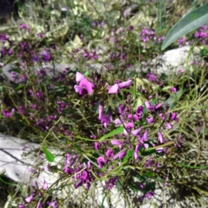 Hardenbergia violacea at Farrer, ACT - 23 Sep 2014 02:04 PM