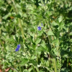 Erodium crinitum (Native Crowfoot) at Farrer Ridge - 23 Sep 2014 by galah681