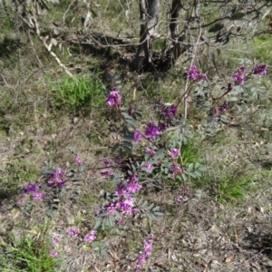 Indigofera australis subsp. australis at Farrer Ridge - 23 Sep 2014