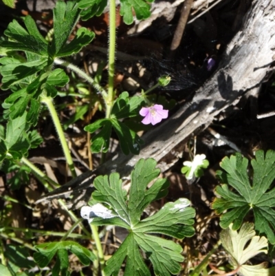 Geranium solanderi var. solanderi (Native Geranium) at Farrer Ridge - 23 Sep 2014 by galah681