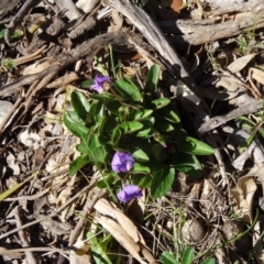 Viola betonicifolia (Mountain Violet) at Farrer Ridge - 23 Sep 2014 by galah681